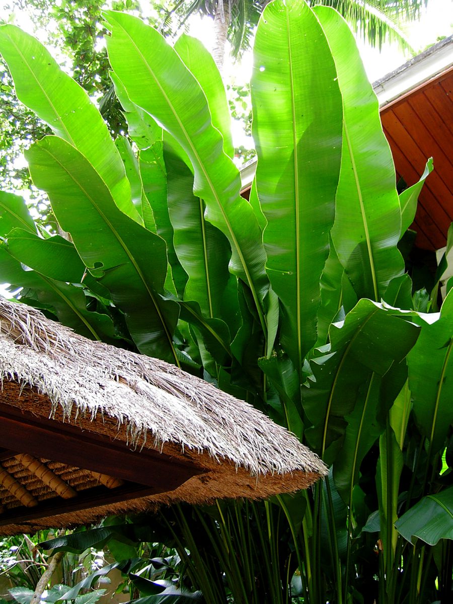 leaf | GANREF