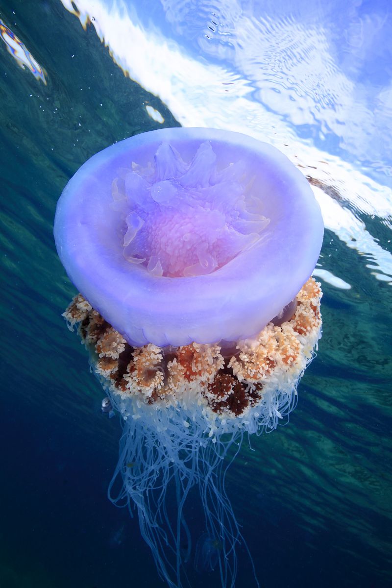 Purple Jelly | GANREF