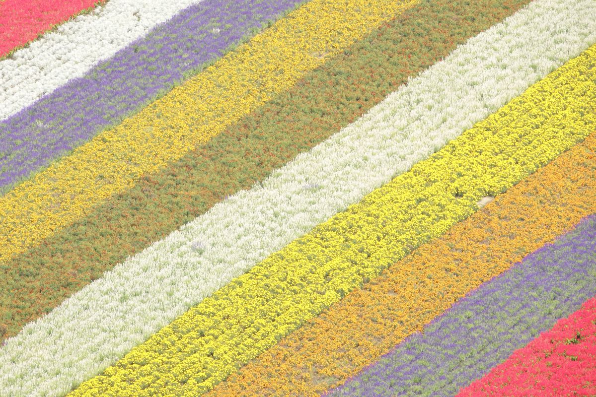 Colors | GANREF