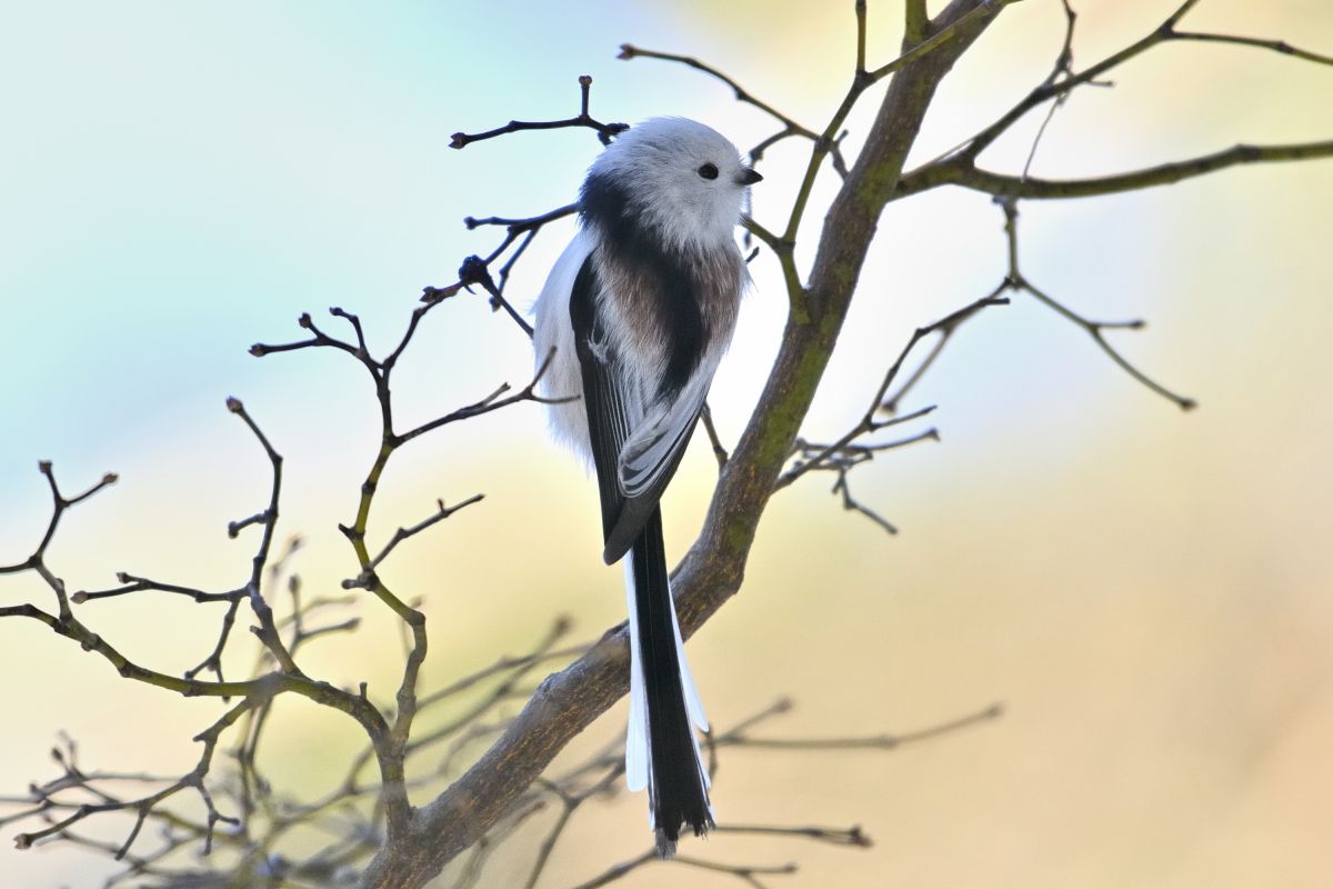 シマエナガ | GANREF