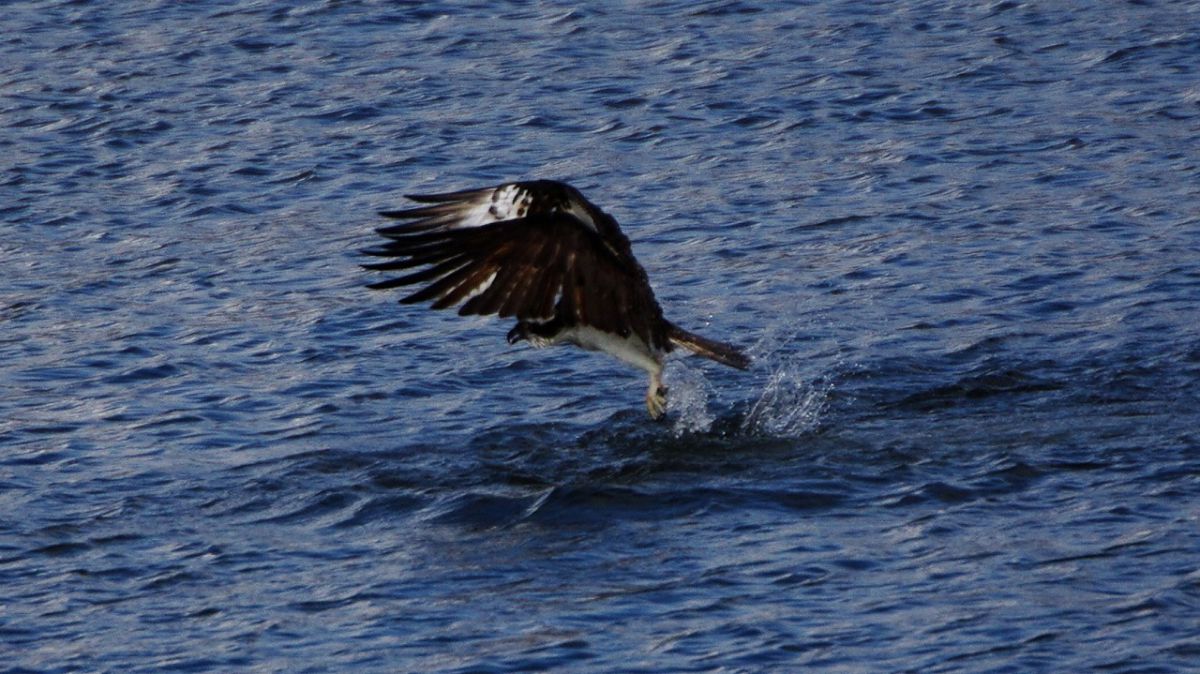 獲物に突進 | GANREF