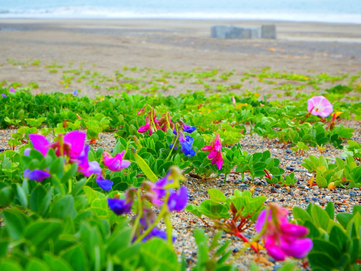 海辺に咲く花 GANREF 海辺に咲く花 GANREF