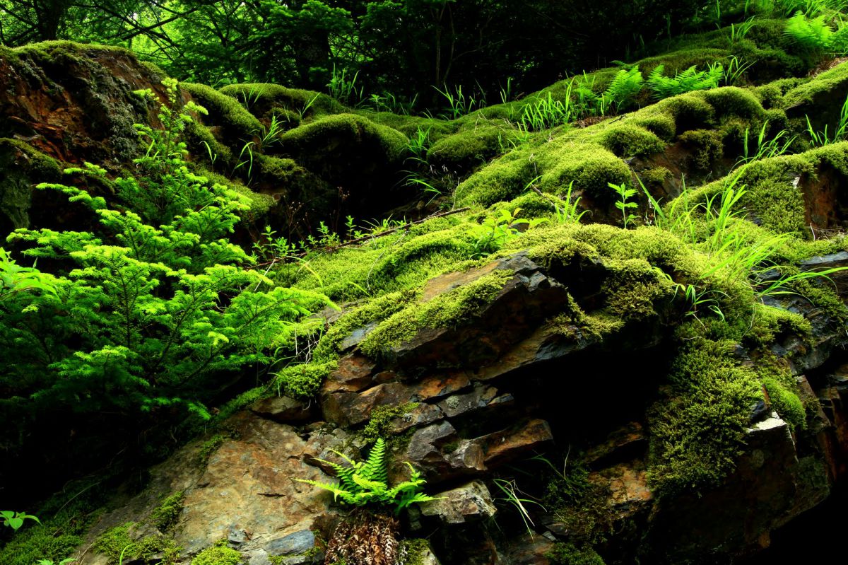 GREEN | GANREF