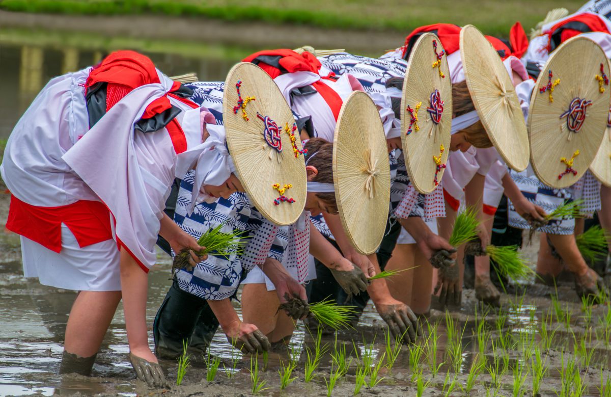 御田植の神事 GANREF 御田植の神事 GANREF