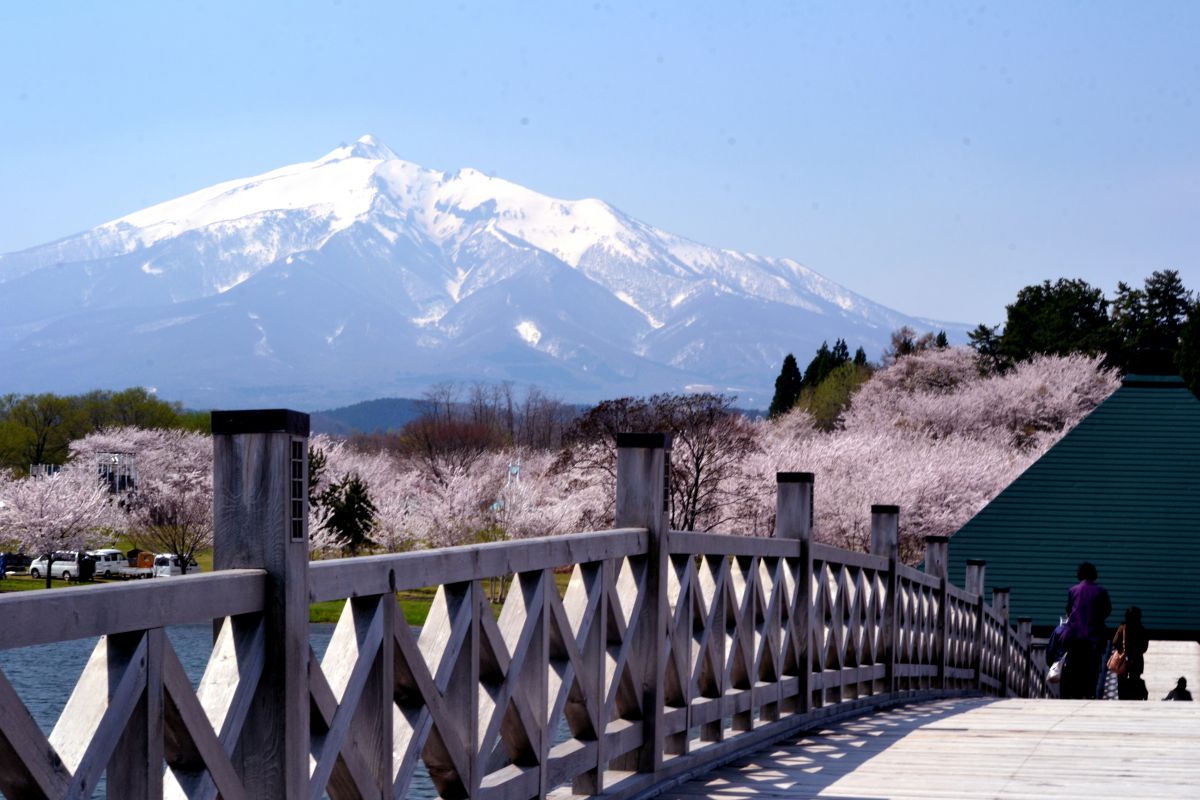 岩木山と鶴の舞橋に桜 自然 風景 湖沼 Ganref