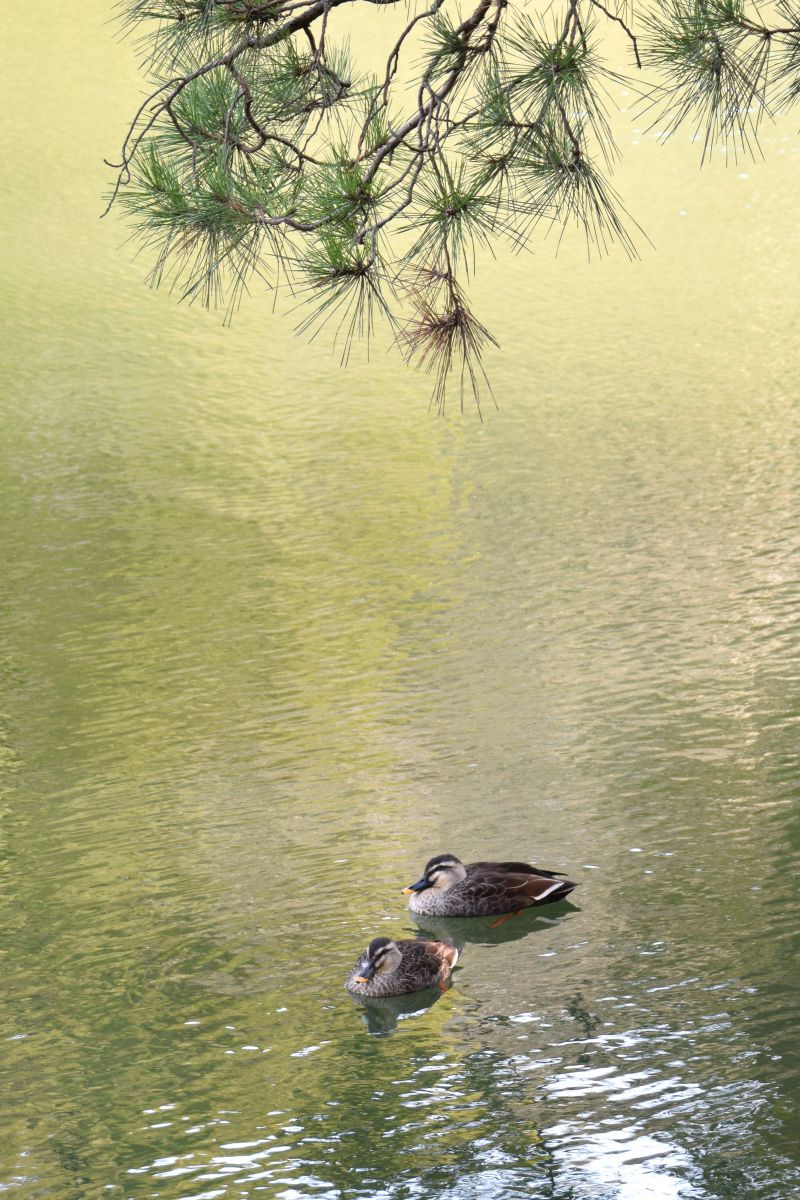 日本画、番いの鴨 | GANREF