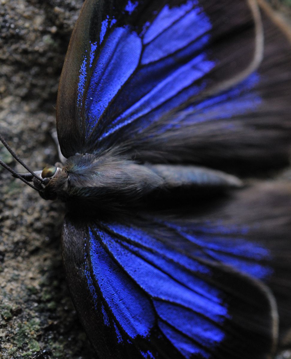 BLUE | GANREF