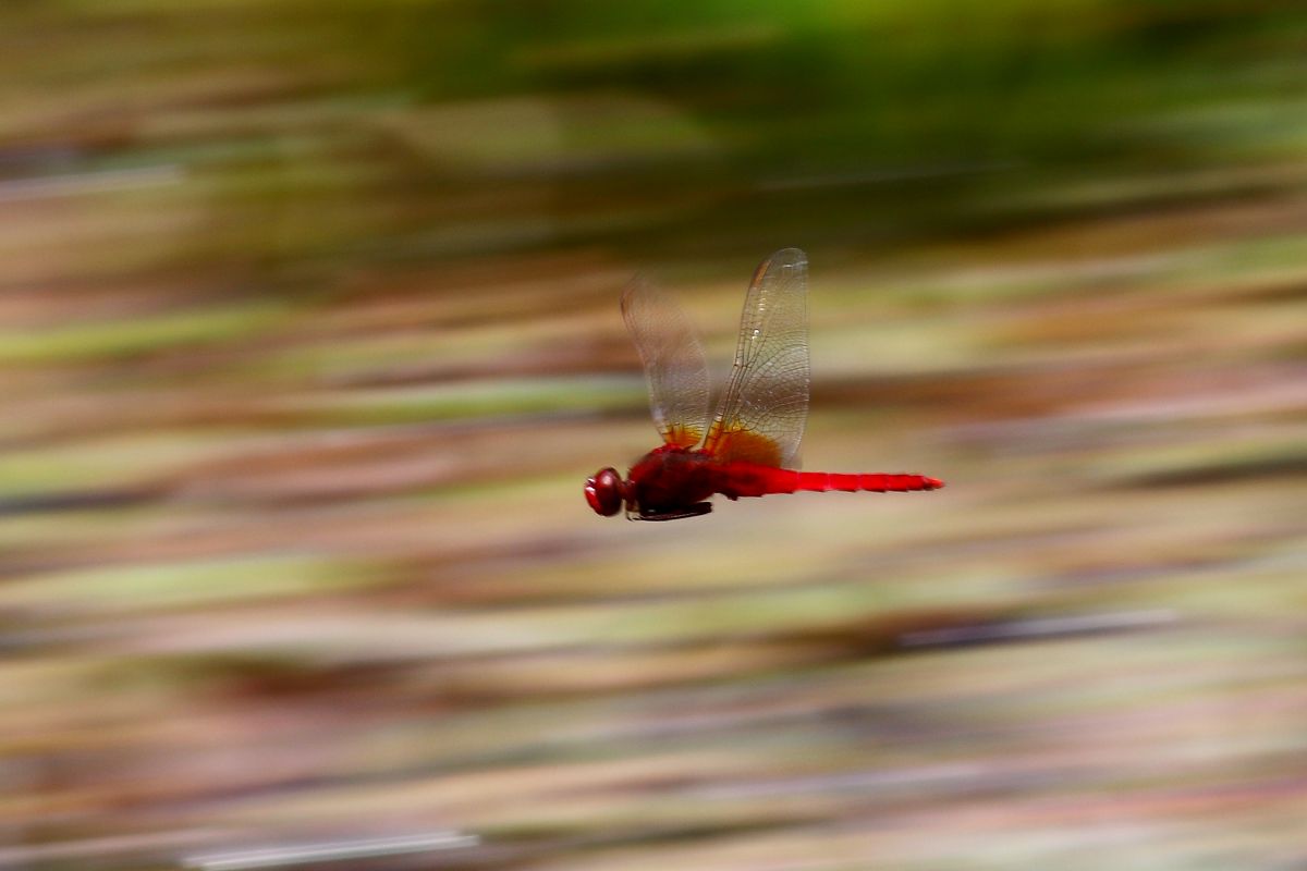 red | GANREF