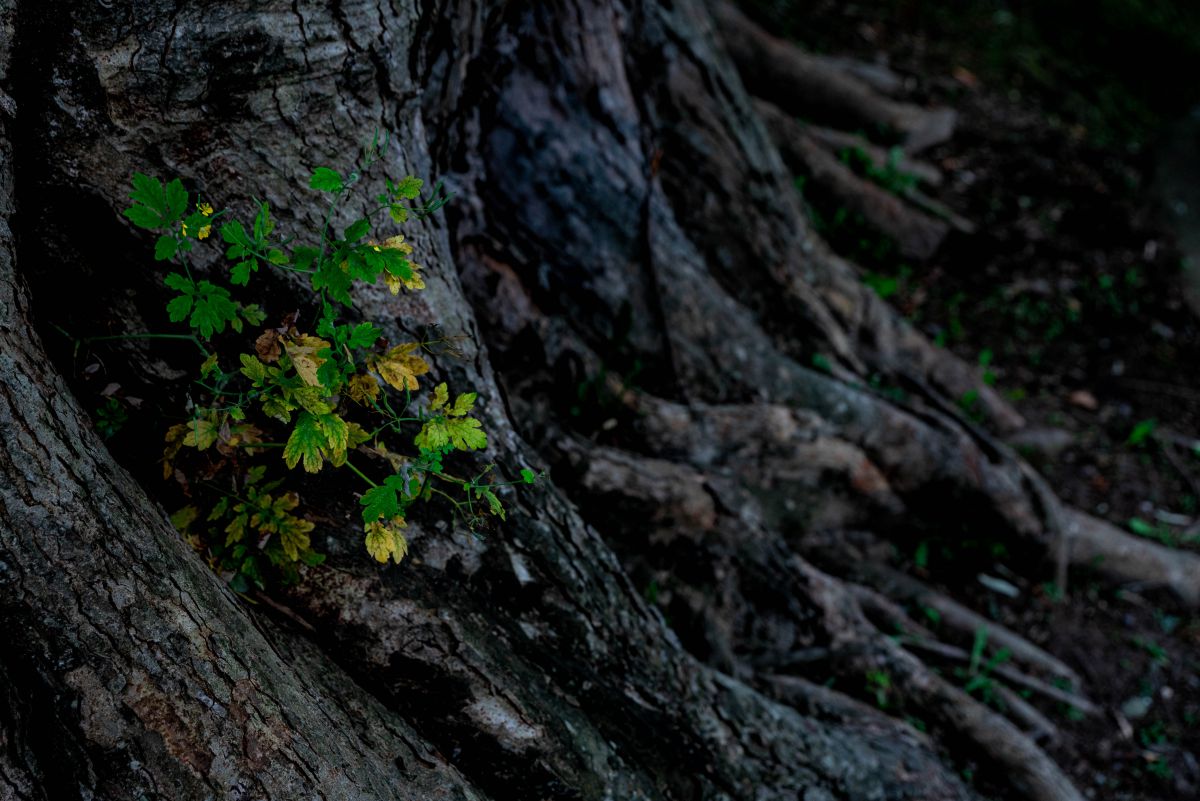 根っこ付き確認画像です♪ NinjaZX-12R パーツリスト カワサキ 正規 バイク 整備書 ZX1200-A1