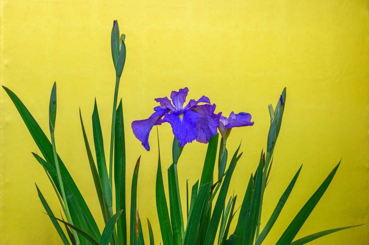 ☆歓甫 四曲 屏風 画 アヤメ 菖蒲 日本画☆ 【イ762】