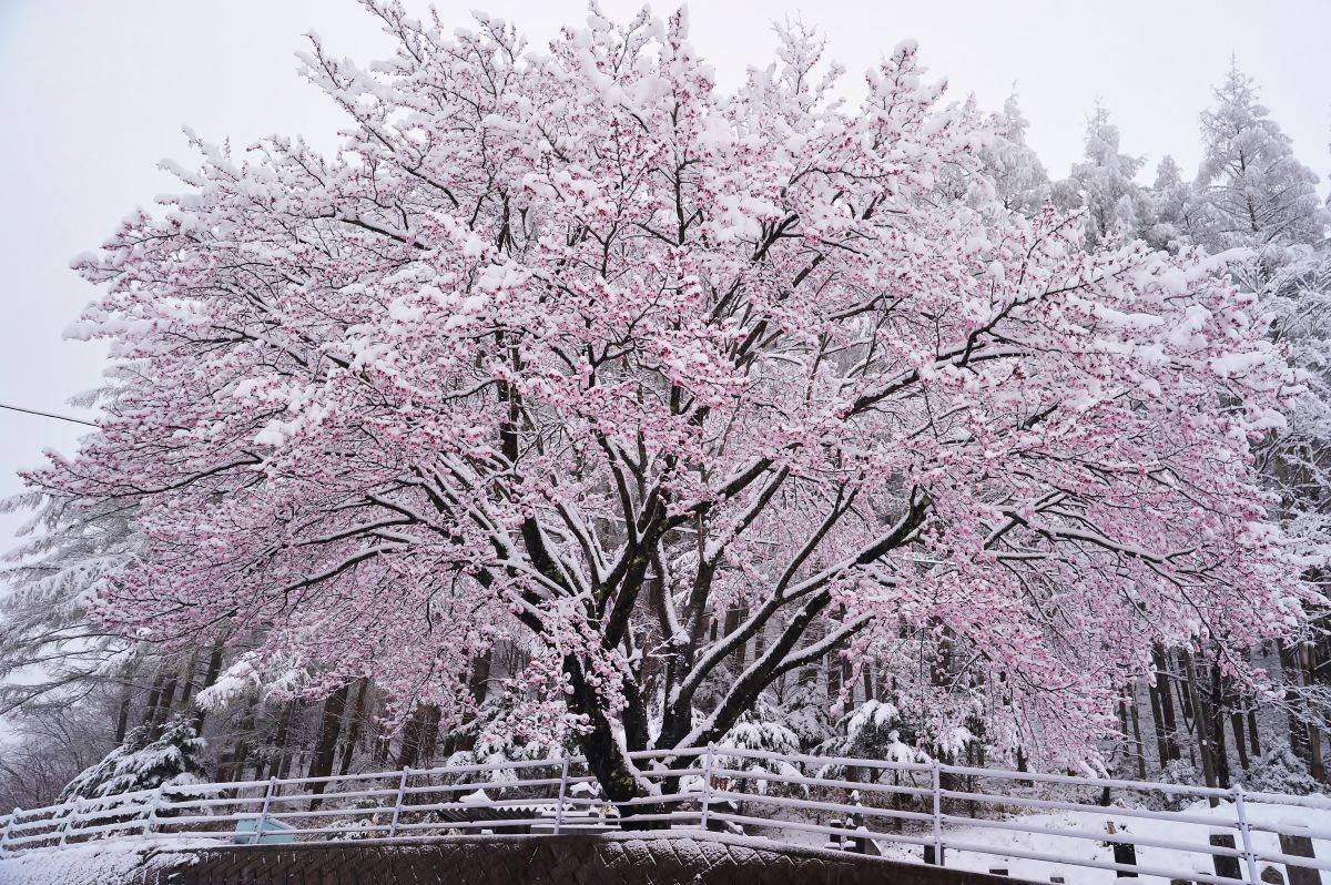 雪桜 | GANREF