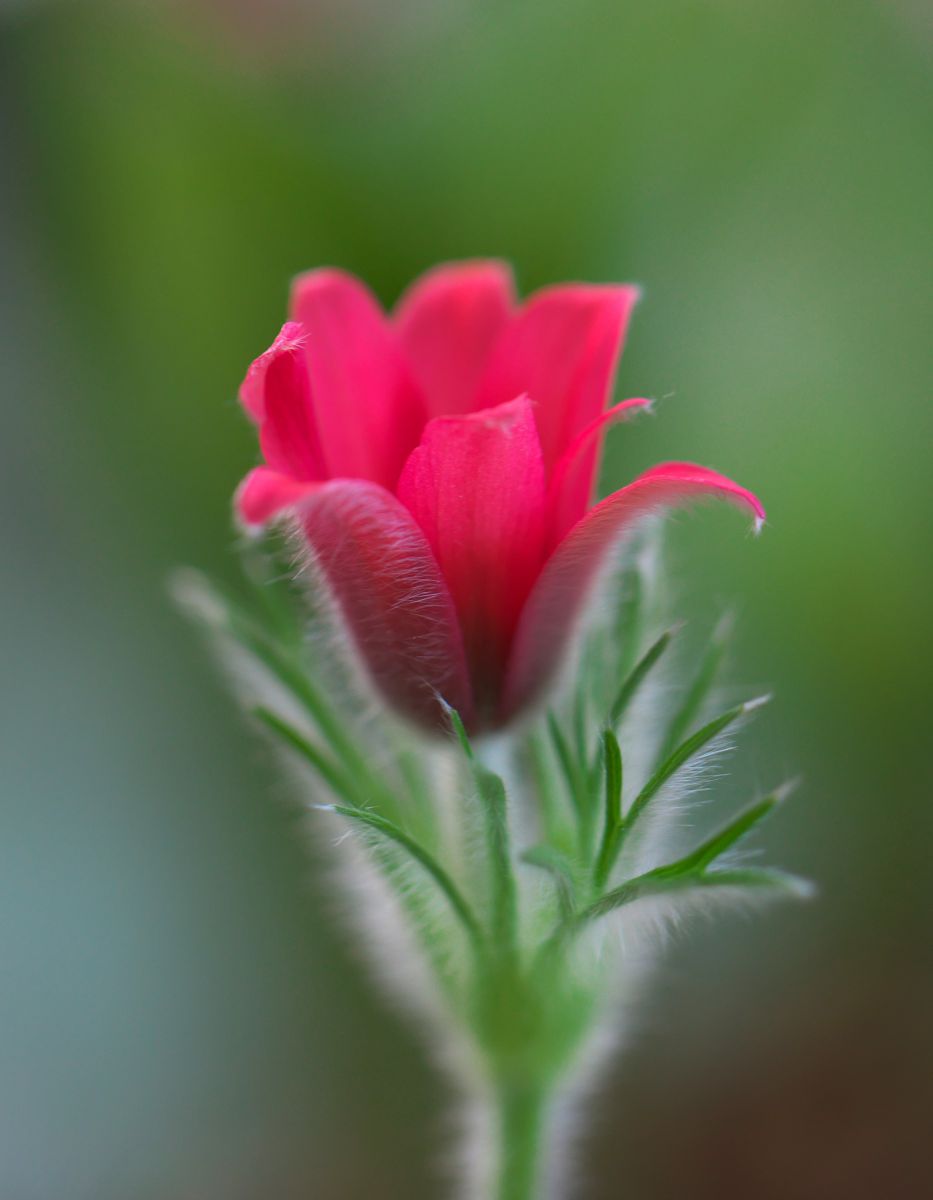 オキナグサ Ganref