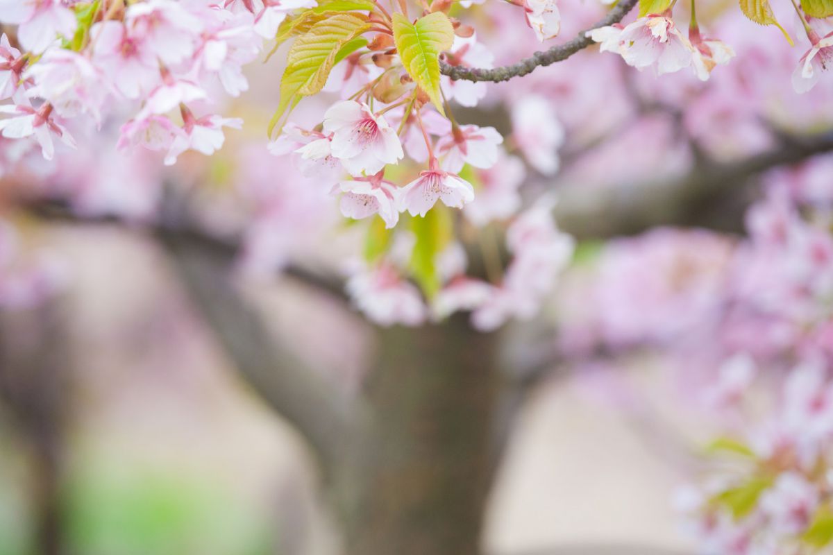 寒風にさく桜 ③ | GANREF