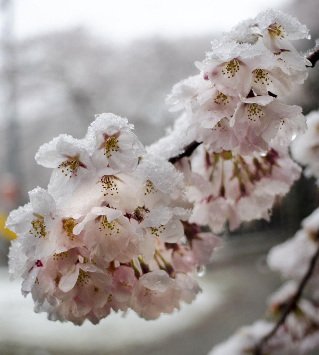 _雪桜.jpg | GANREF