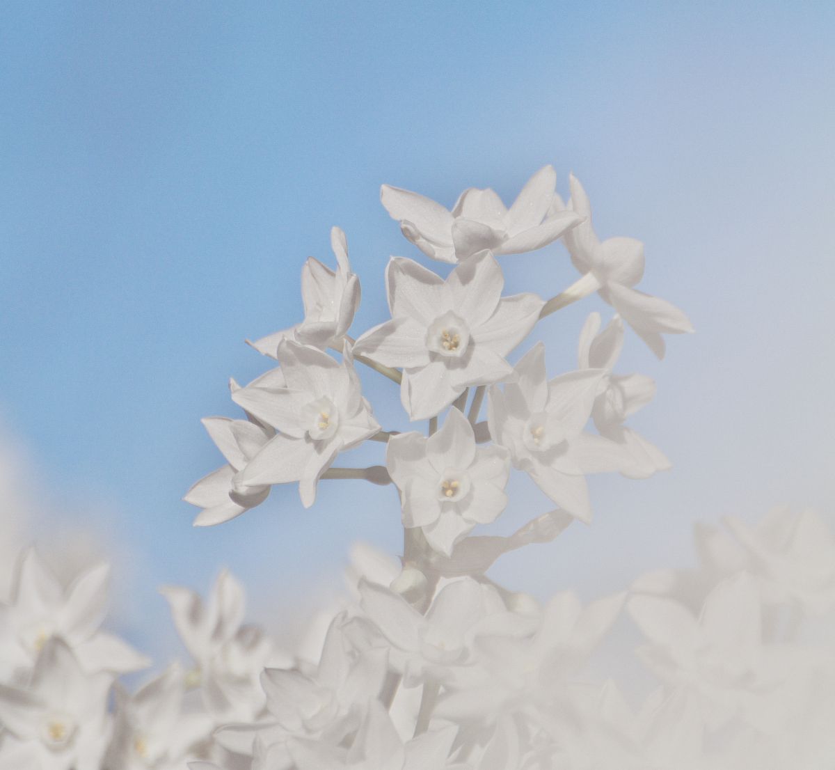 Winter Flower | GANREF