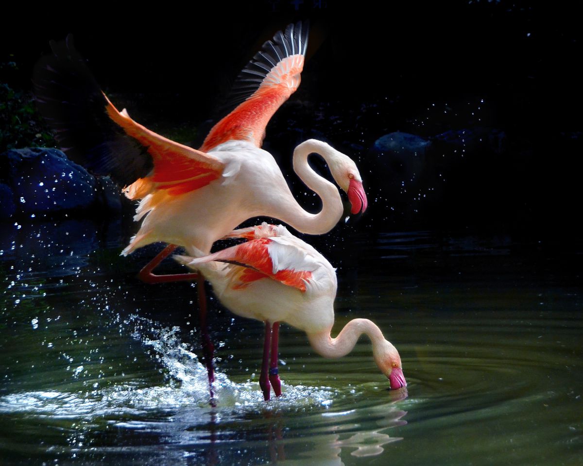 愛すに溢れたフラミンゴ フラミンゴの愛 | GANREF