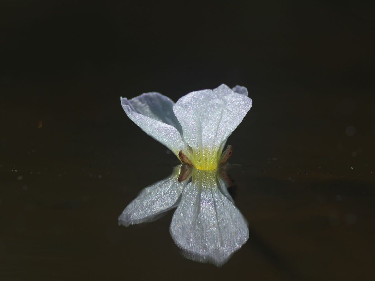 水鏡に映る花 GANREF