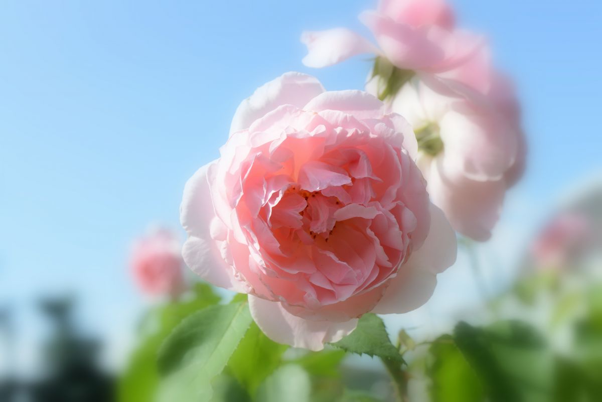 pink rose | GANREF