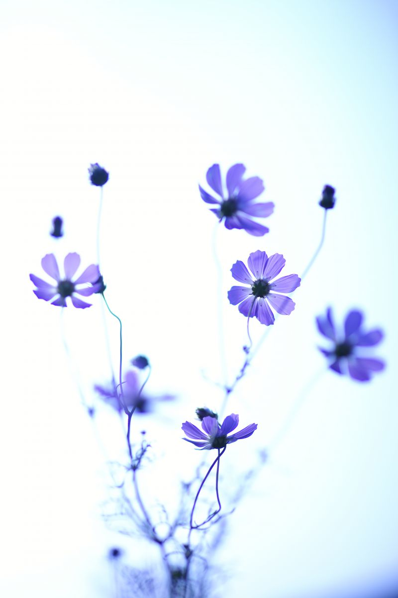 コスモスで藍色を楽しむ Ganref