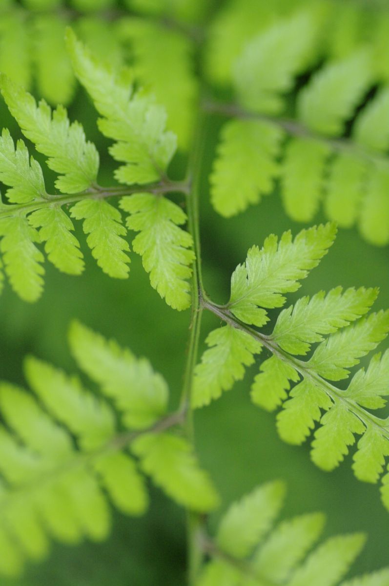 Green leaves | GANREF