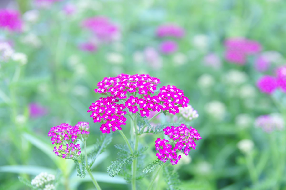 flower pink | GANREF