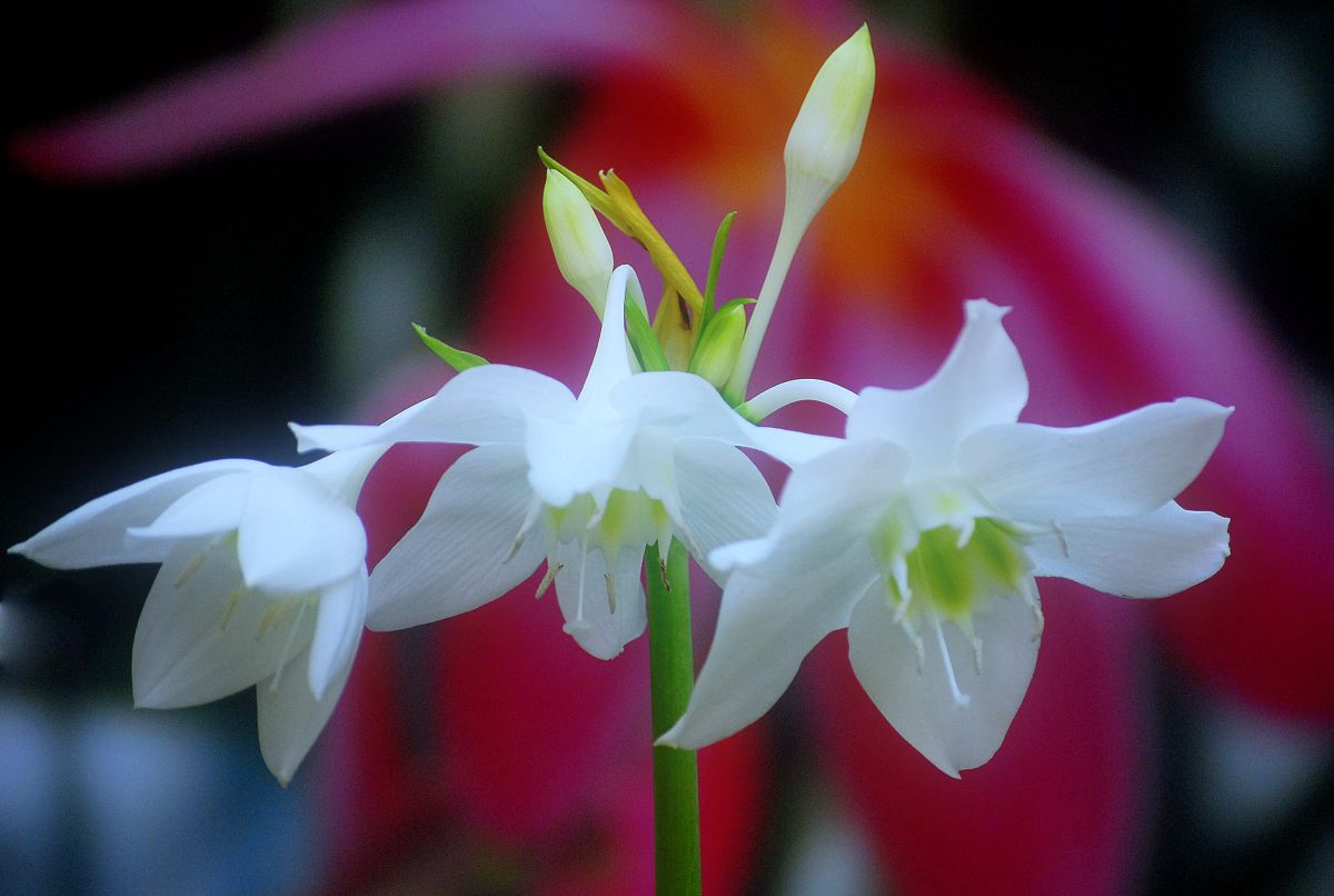 アマゾンリリー Ganref