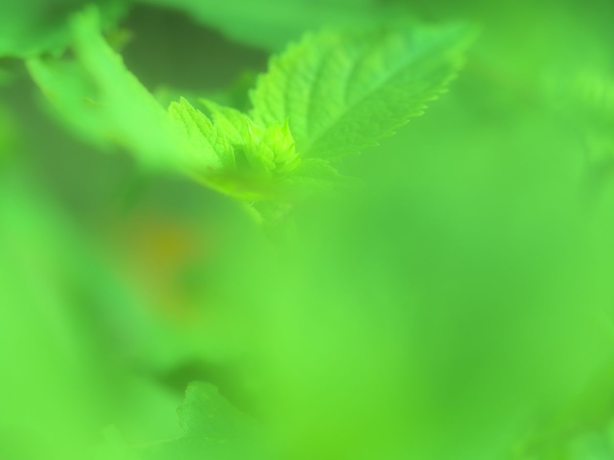 Light green | GANREF