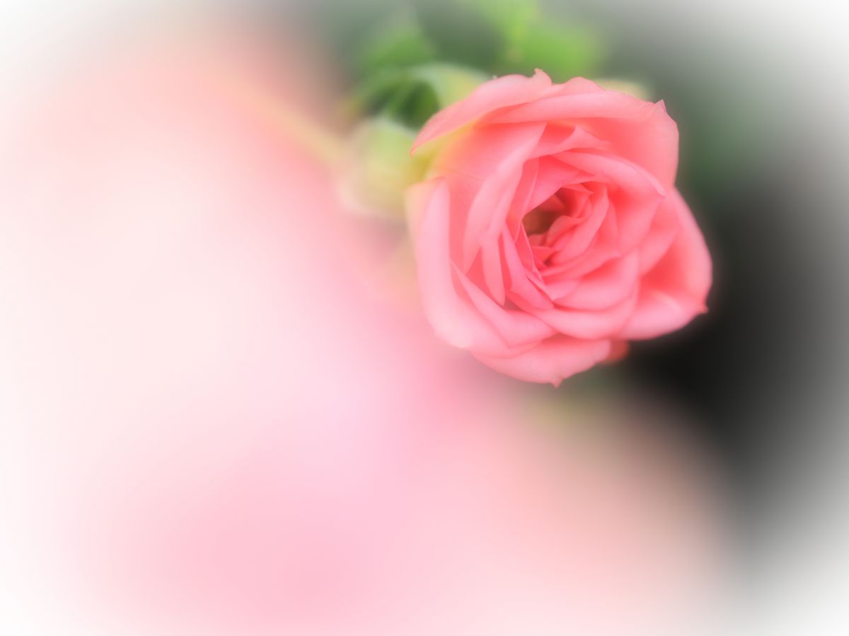 Light pink | GANREF