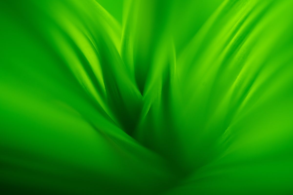 Green leaf | GANREF
