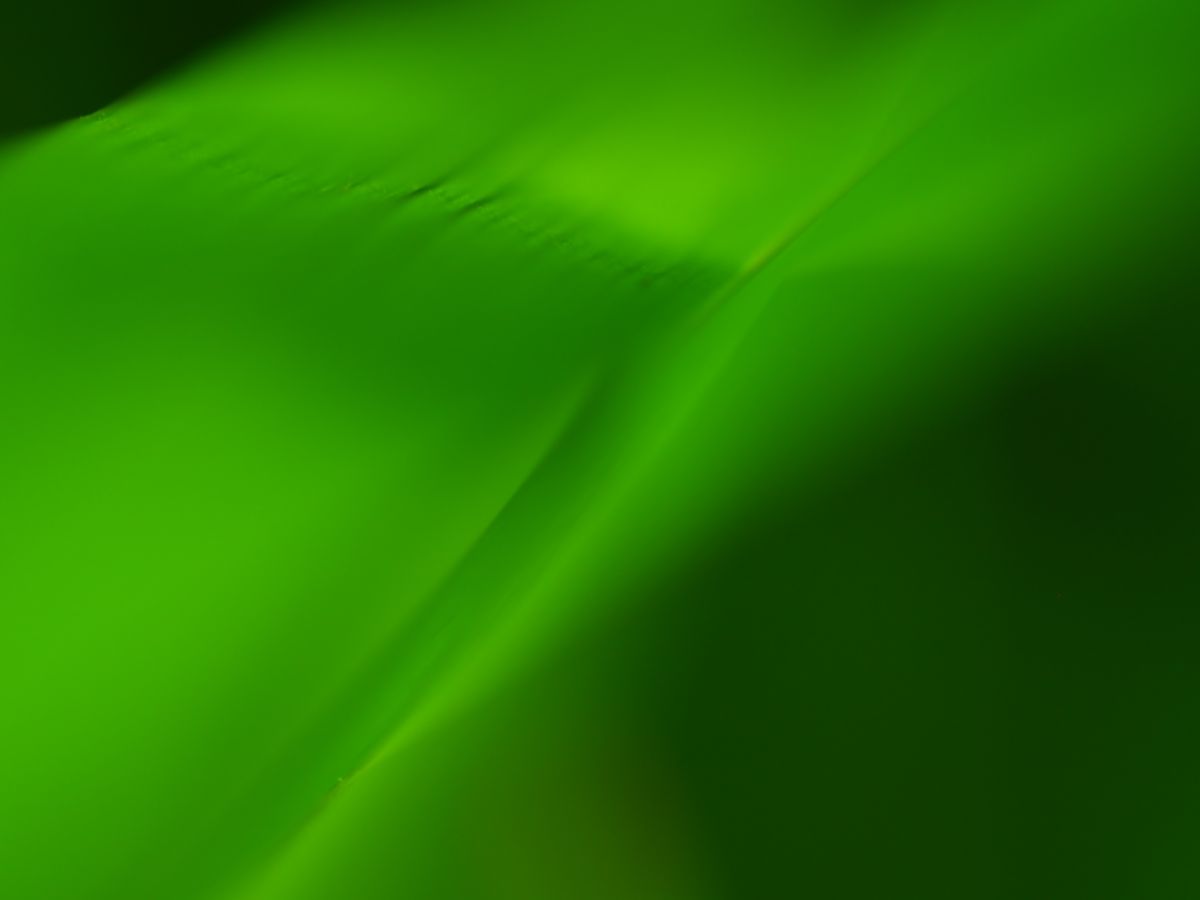 Green leaf Ⅱ | GANREF