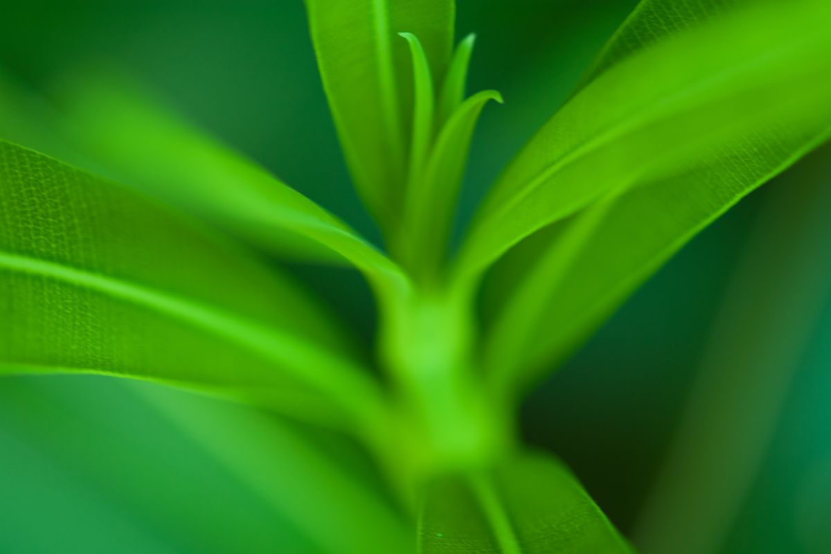 Green leaf Ⅲ | GANREF