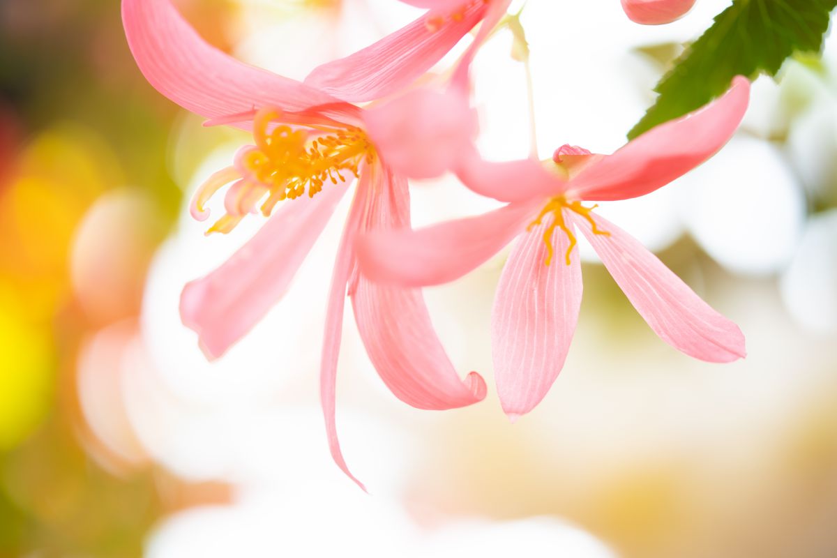 Light Pink | GANREF