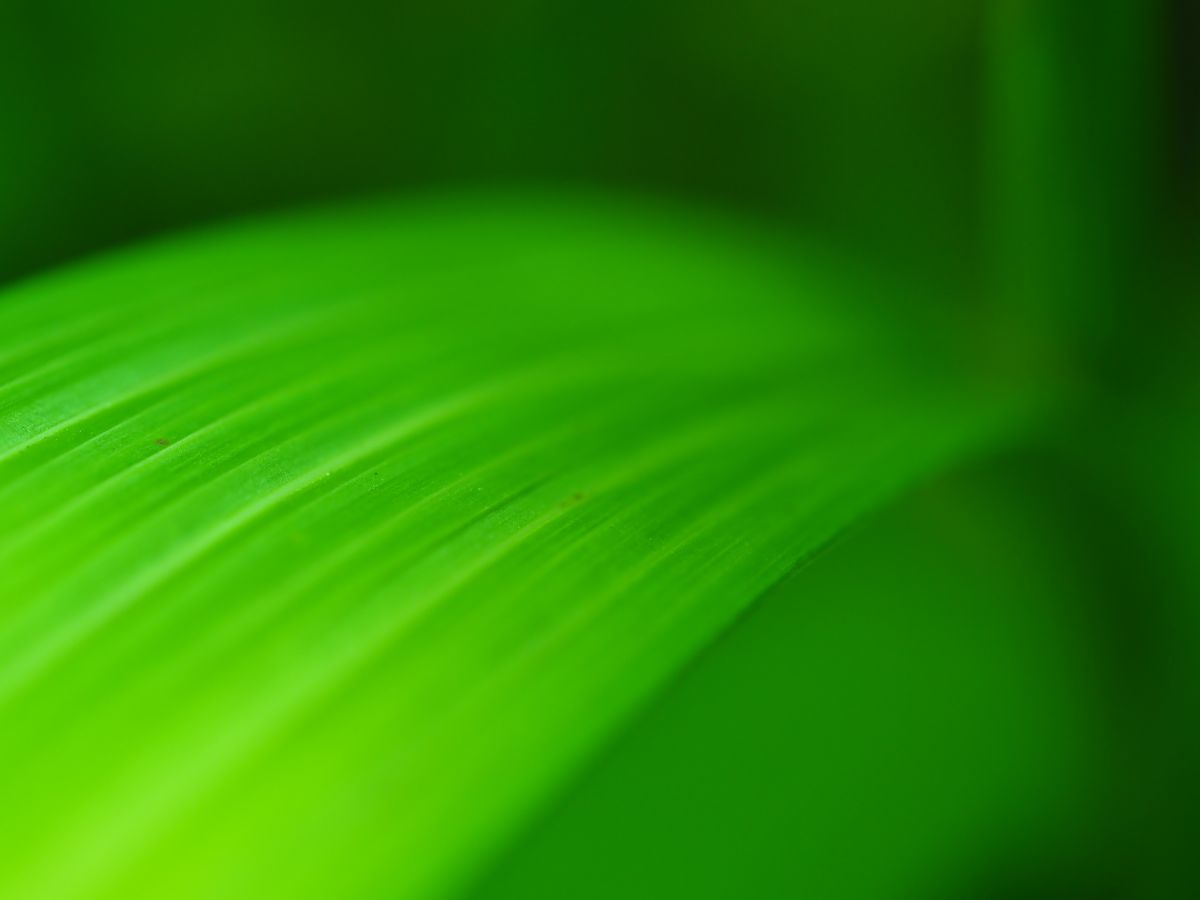 Green leaf Ⅳ | GANREF