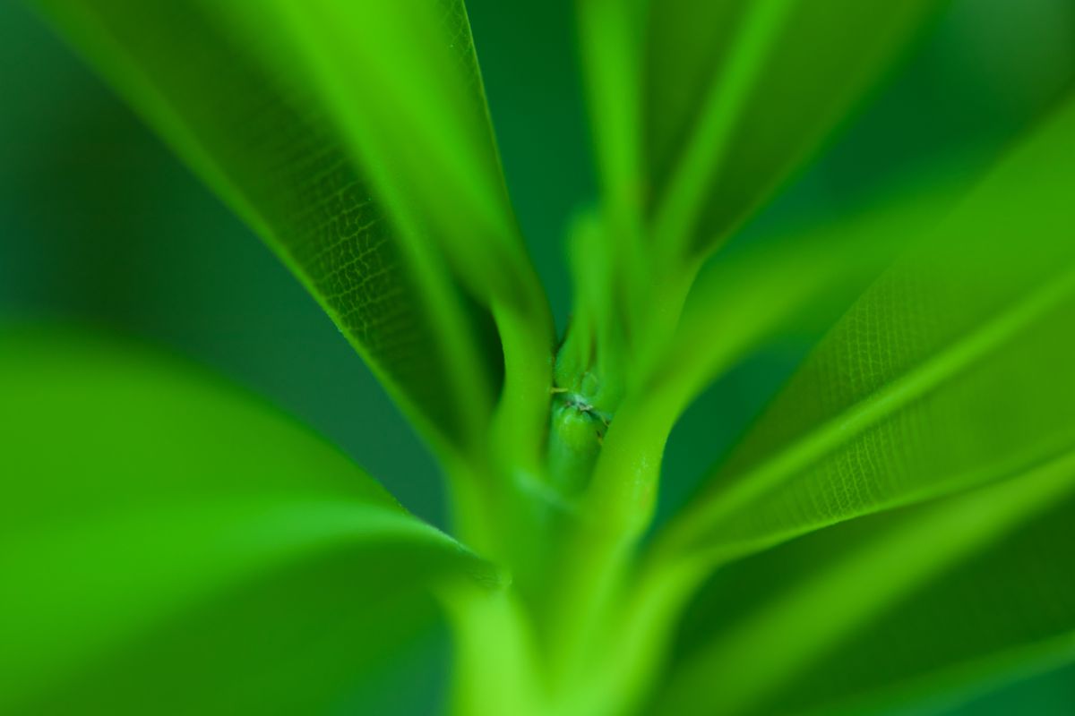 Green leaf Ⅱ | GANREF