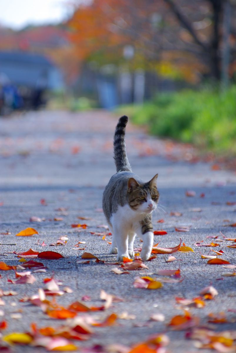 秋の散歩道 秋の散歩道 | nugooNEXT