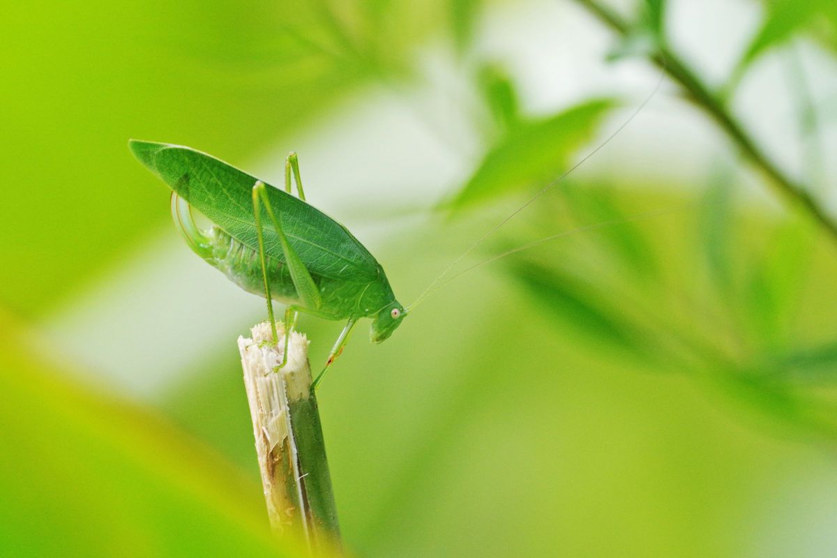 ツユムシ科。 GANREF