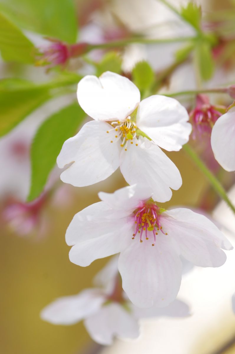 うるるちゃん　一閑張りバッグ　　赤い実と桜花びら２つ きらちゃんズ！！AWきらちゃんは @koma0123zzz さんの届い