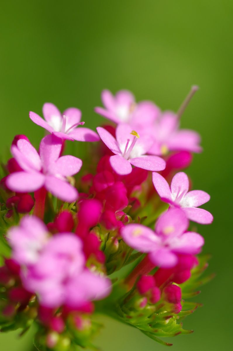 ウスベニカノコソウ 植物 花 花びら Ganref