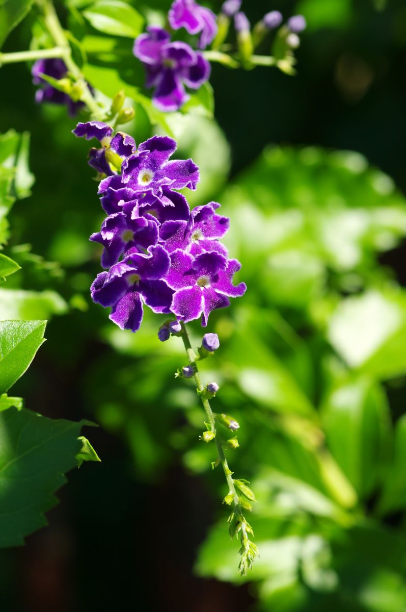 ベスト50 デュランタ 花 最高の花の画像