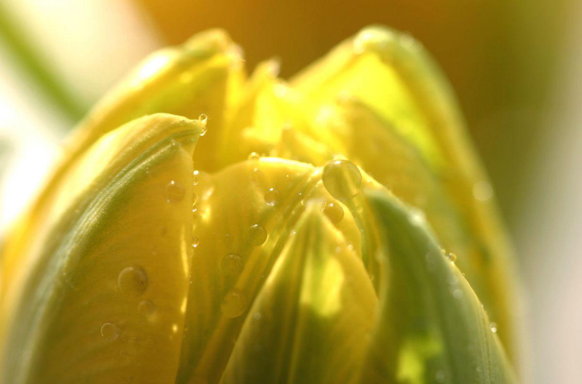 spring color | GANREF