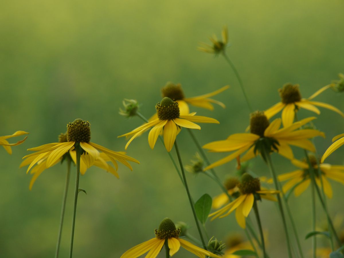 Piled Yellow | GANREF