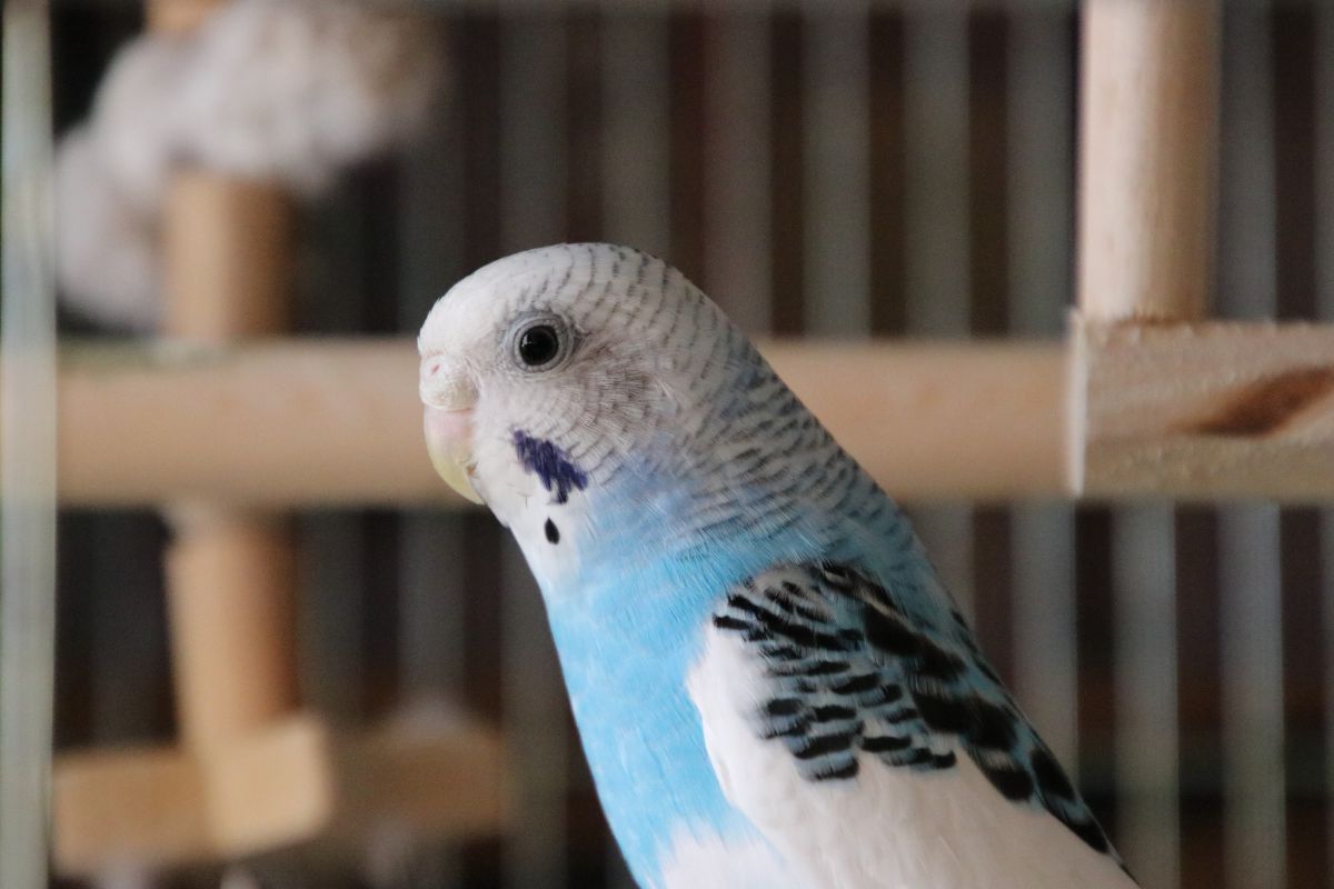 横向きインコ | GANREF