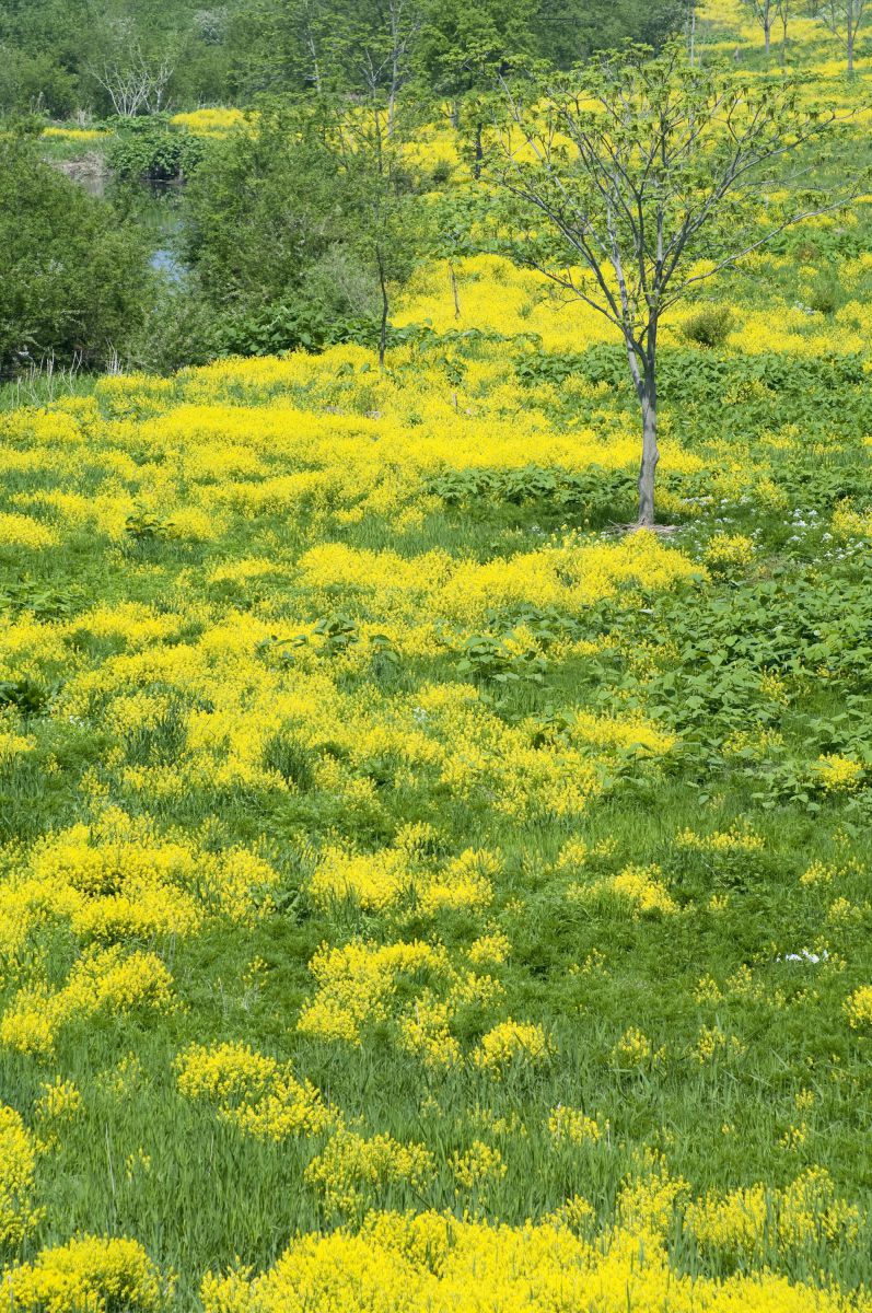 Yellow & Green | GANREF