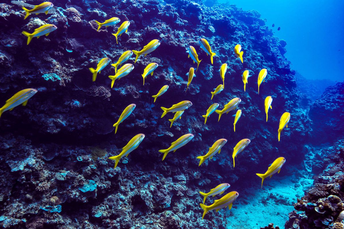 動く黄色い魚群 動物 魚類 Ganref