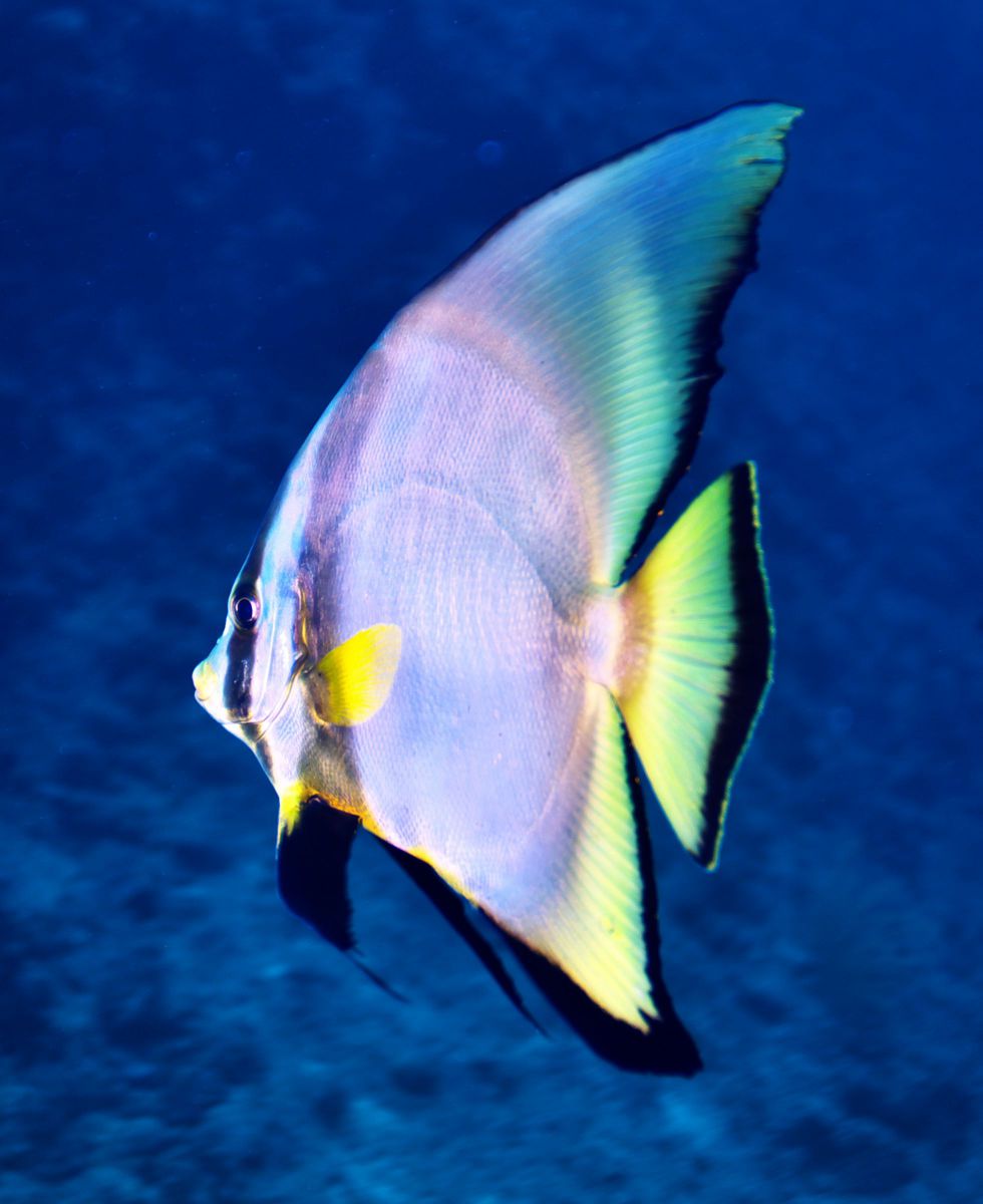 Colors with light | GANREF