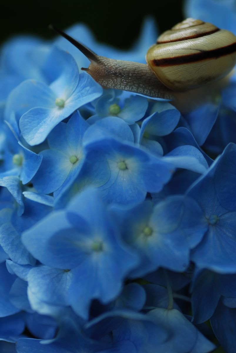 紫陽花とカタツムリ | GANREF