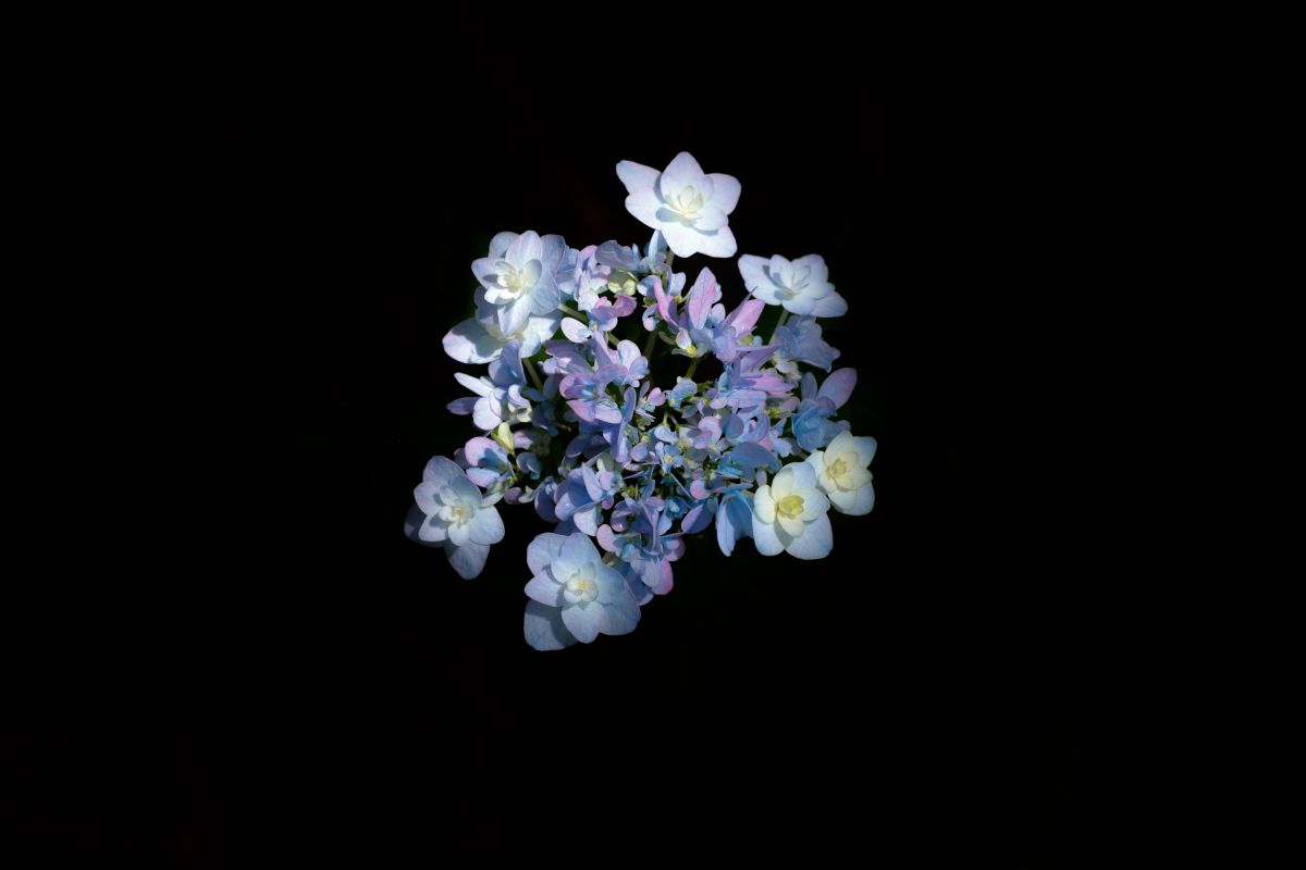 闇に咲く花② | GANREF