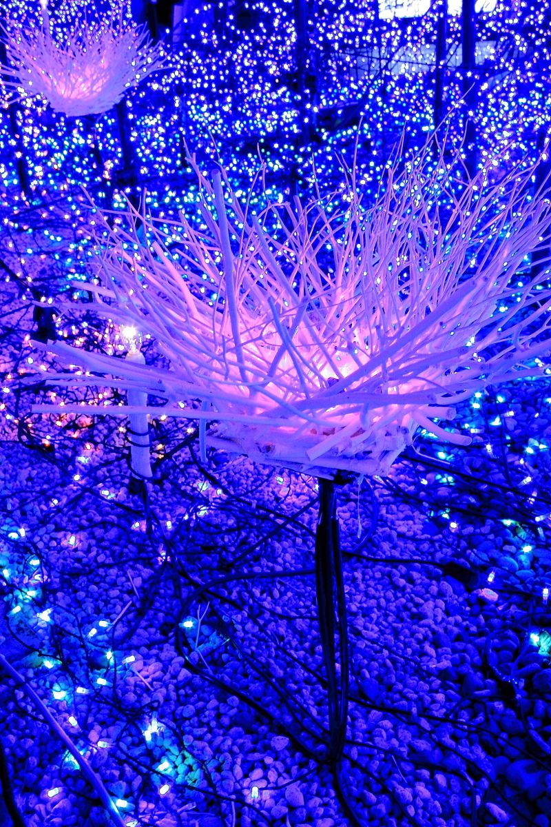 caretta BLUE OCEAN Xmas 2009 NO1 | GANREF