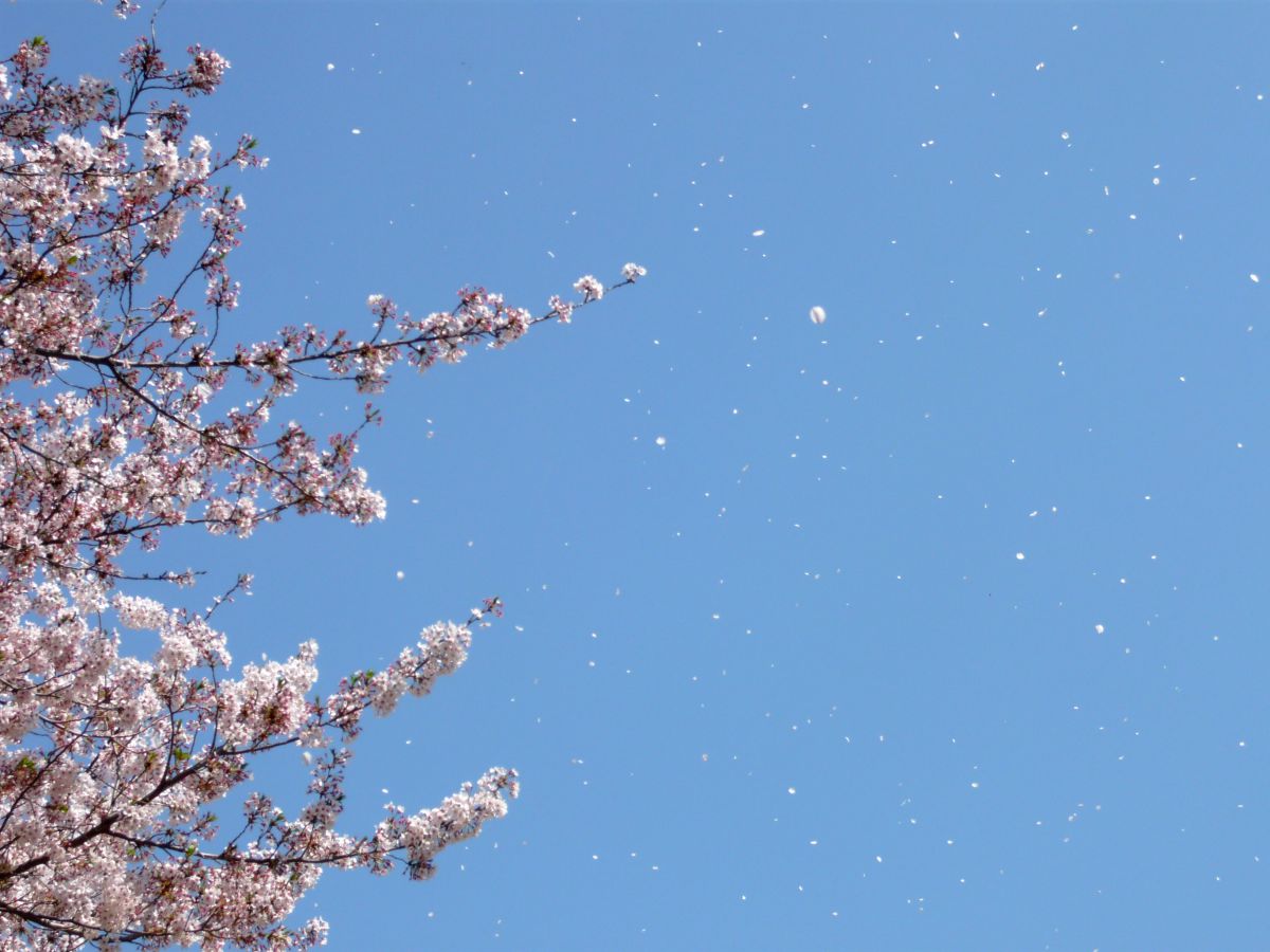 済んだ空に舞う桜吹雪 | GANREF