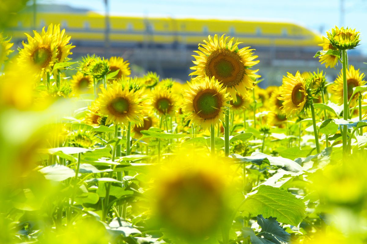 YELLOW | GANREF